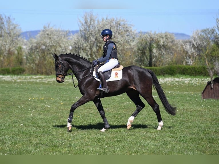 Belgijski koń gorącokrwisty Wałach 4 lat 166 cm Skarogniada in Gomadingen