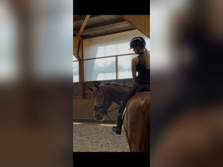 Belgijski koń gorącokrwisty Wałach 4 lat 167 cm Kasztanowata in Xanten