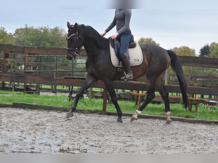 Belgijski koń gorącokrwisty Wałach 4 lat 168 cm Ciemnogniada in Achtmaal
