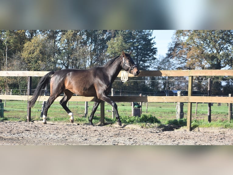 Belgijski koń gorącokrwisty Wałach 4 lat 168 cm Ciemnogniada in Achtmaal