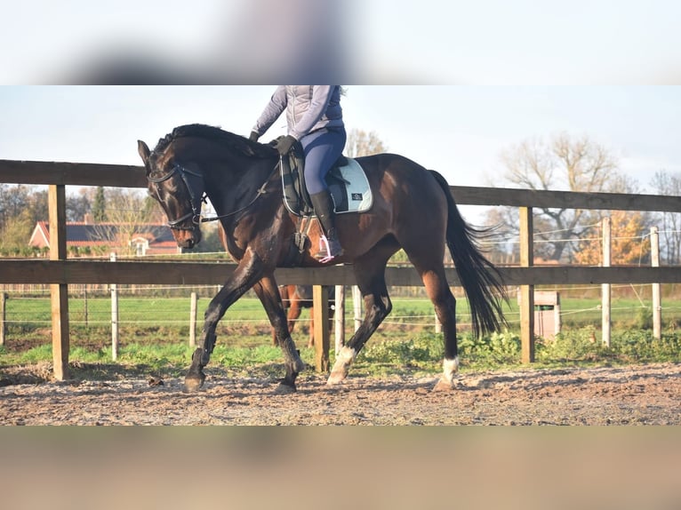 Belgijski koń gorącokrwisty Wałach 4 lat 168 cm Ciemnogniada in Achtmaal