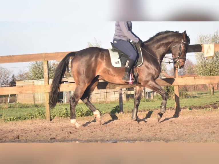 Belgijski koń gorącokrwisty Wałach 4 lat 168 cm Ciemnogniada in Achtmaal