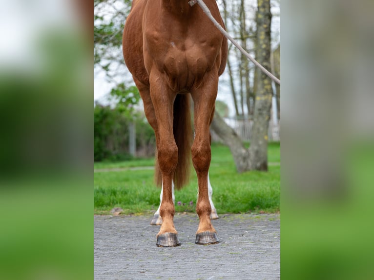 Belgijski koń gorącokrwisty Wałach 4 lat 168 cm  in GROTE-BROGEL