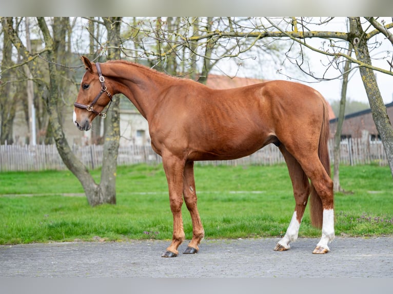 Belgijski koń gorącokrwisty Wałach 4 lat 168 cm  in GROTE-BROGEL