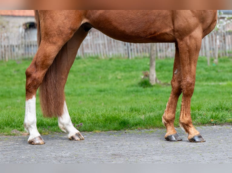 Belgijski koń gorącokrwisty Wałach 4 lat 168 cm  in GROTE-BROGEL
