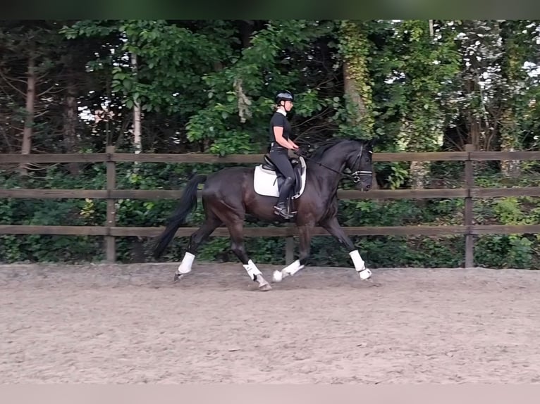 Belgijski koń gorącokrwisty Wałach 4 lat 170 cm Kara in Diepenbeek