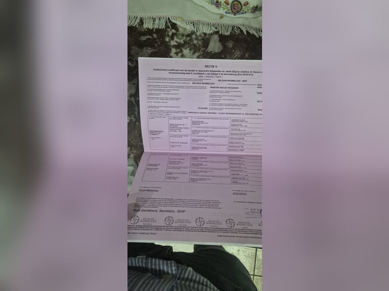 Belgijski koń gorącokrwisty Wałach 4 lat 170 cm Siwa jabłkowita in Békéscsaba