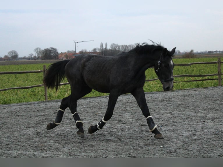 Belgijski koń gorącokrwisty Wałach 4 lat 170 cm Siwa in Alveringem