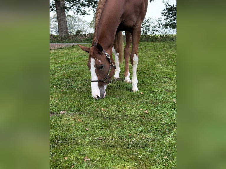 Belgijski koń gorącokrwisty Wałach 4 lat 172 cm Kasztanowata in Wildeshausen