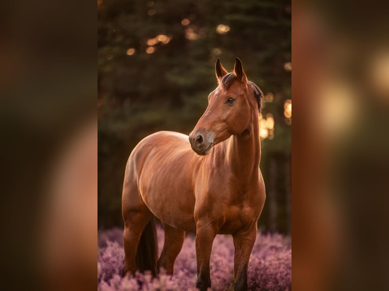 Belgijski koń gorącokrwisty Wałach 5 lat 161 cm Gniada in Bavel
