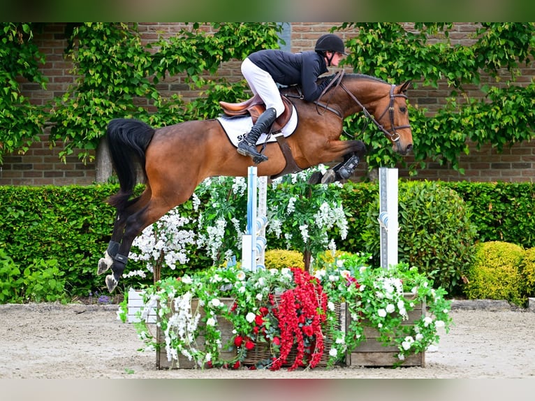Belgijski koń gorącokrwisty Wałach 5 lat 164 cm Gniada in Bladel