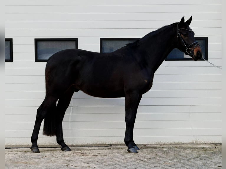 Belgijski koń gorącokrwisty Wałach 5 lat 164 cm Gniada in Someren
