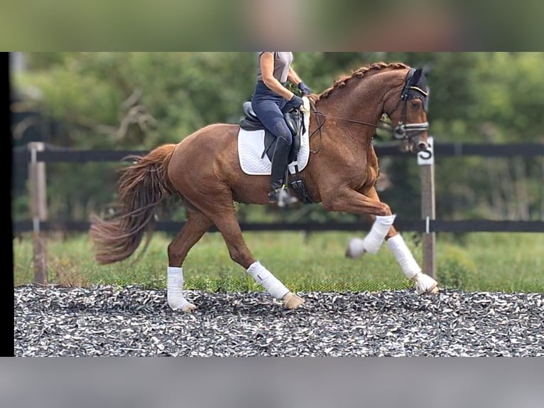 Belgijski koń gorącokrwisty Wałach 5 lat 165 cm Ciemnokasztanowata in Mainz