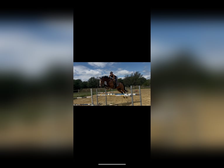 Belgijski koń gorącokrwisty Wałach 5 lat 167 cm Gniada in Attenhoven