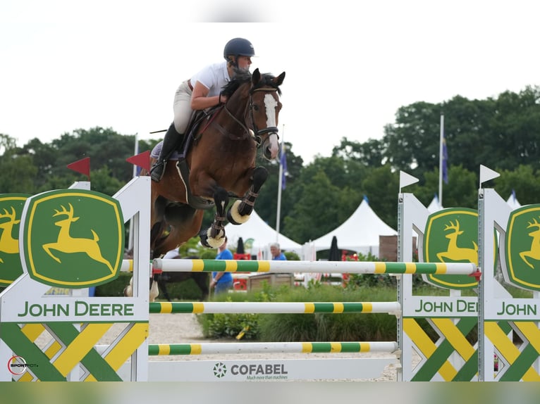 Belgijski koń gorącokrwisty Wałach 5 lat 167 cm Gniada in Attenhoven