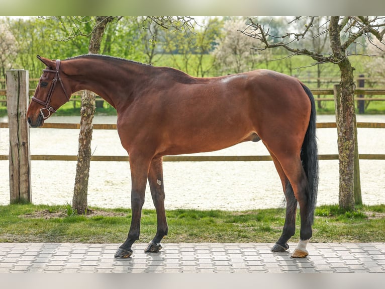Belgijski koń gorącokrwisty Wałach 5 lat 168 cm Gniada in Lastrup