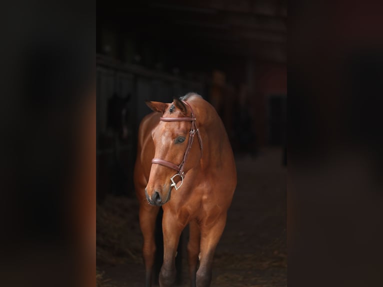 Belgijski koń gorącokrwisty Wałach 5 lat 168 cm Gniada in Lastrup