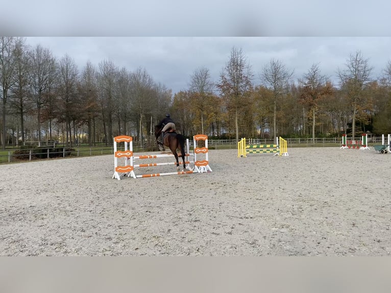 Belgijski koń gorącokrwisty Wałach 5 lat 168 cm Gniada in Smetlede