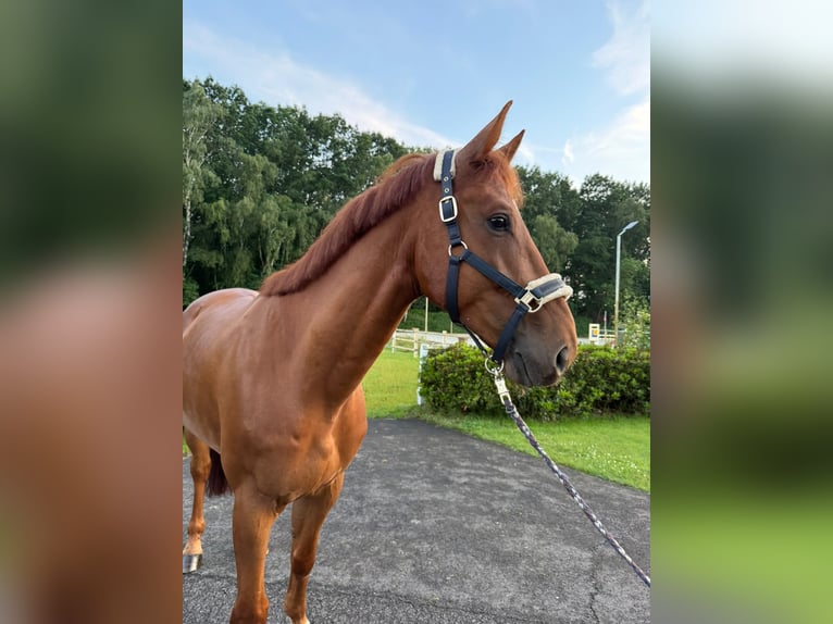 Belgijski koń gorącokrwisty Wałach 5 lat 169 cm Ciemnokasztanowata in Thuine