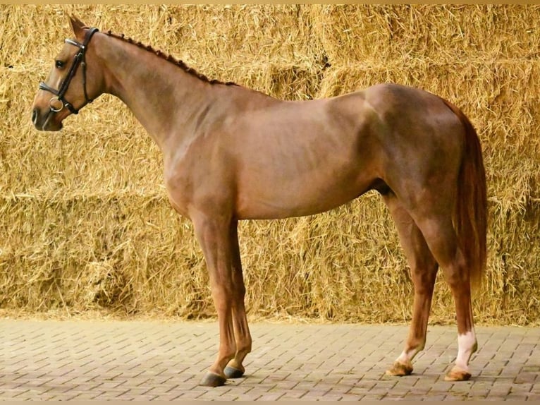 Belgijski koń gorącokrwisty Wałach 5 lat 169 cm Kasztanowata in Forch