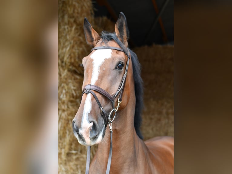 Belgijski koń gorącokrwisty Wałach 5 lat 170 cm Gniada in Geilenkirchen