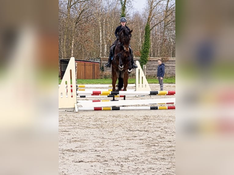 Belgijski koń gorącokrwisty Wałach 5 lat 170 cm Gniada in Hammersbach