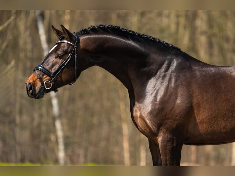 Belgijski koń gorącokrwisty Wałach 5 lat 171 cm Ciemnogniada in Mol