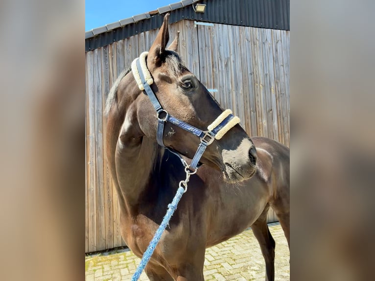 Belgijski koń gorącokrwisty Wałach 5 lat 173 cm Kara in Peer