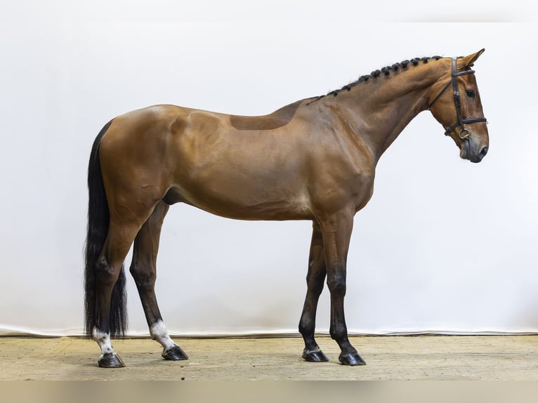 Belgijski koń gorącokrwisty Wałach 5 lat 173 cm  in Waddinxveen