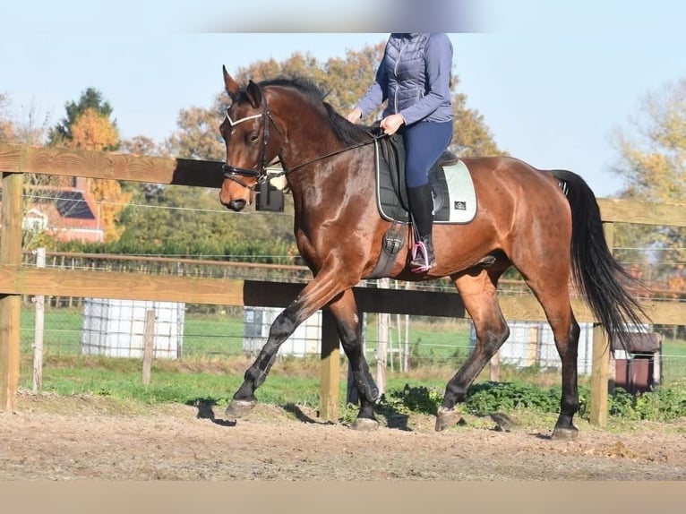 Belgijski koń gorącokrwisty Wałach 5 lat 175 cm Gniada in Achtmaal