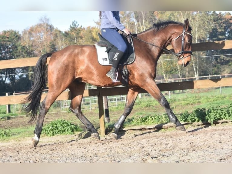 Belgijski koń gorącokrwisty Wałach 5 lat 175 cm Gniada in Achtmaal