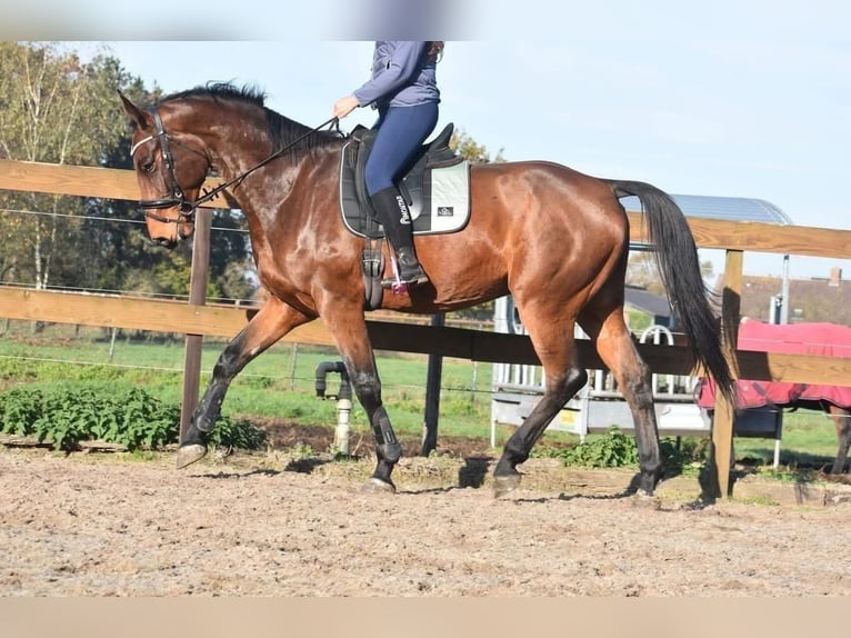 Belgijski koń gorącokrwisty Wałach 5 lat 175 cm Gniada in Achtmaal