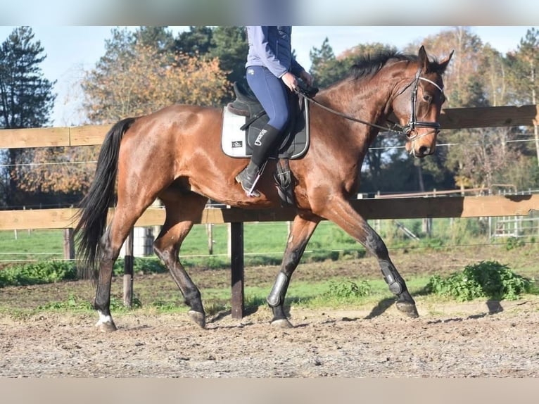 Belgijski koń gorącokrwisty Wałach 5 lat 175 cm Gniada in Achtmaal