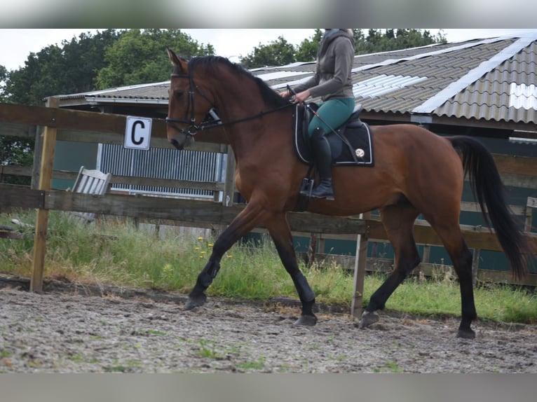 Belgijski koń gorącokrwisty Wałach 5 lat 175 cm Gniada in Achtmaal