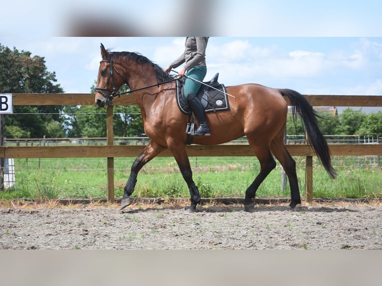 Belgijski koń gorącokrwisty Wałach 5 lat 175 cm Gniada in Achtmaal