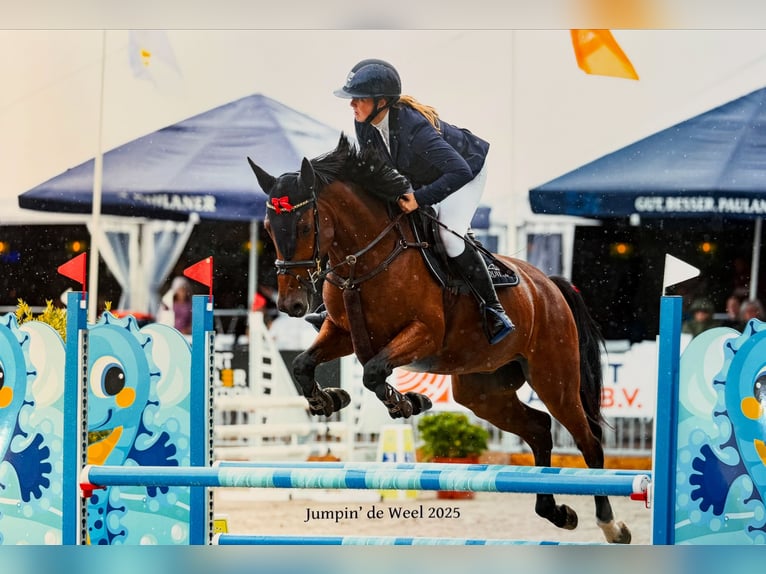 Belgijski koń gorącokrwisty Wałach 6 lat 161 cm Gniada in Bavel