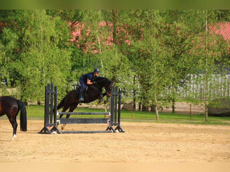 Belgijski koń gorącokrwisty Wałach 6 lat 163 cm Ciemnogniada in Lärz