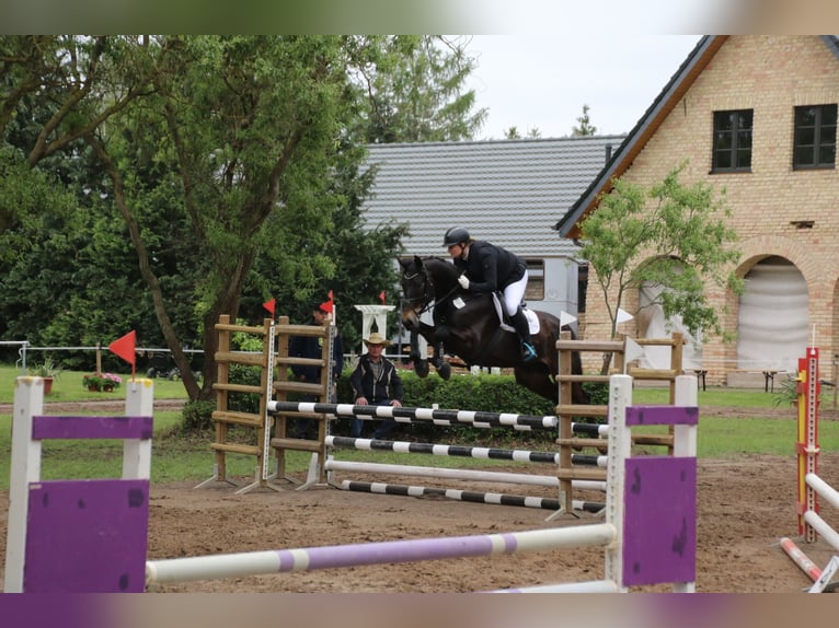 Belgijski koń gorącokrwisty Wałach 6 lat 163 cm Ciemnogniada in Lärz