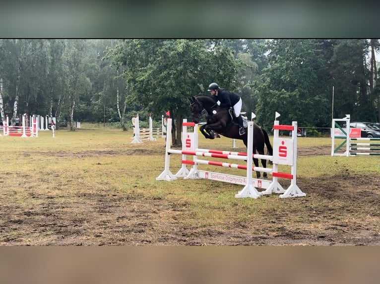 Belgijski koń gorącokrwisty Wałach 6 lat 163 cm Ciemnogniada in Lärz