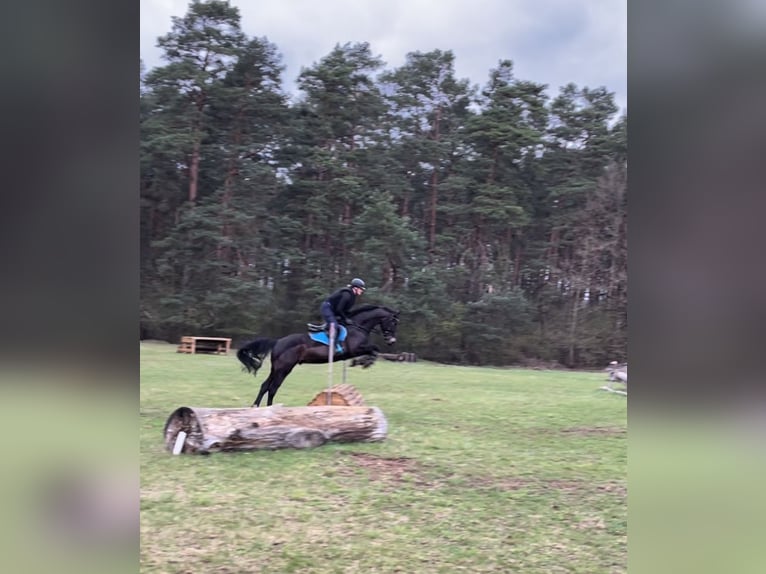 Belgijski koń gorącokrwisty Wałach 6 lat 163 cm Ciemnogniada in Lärz