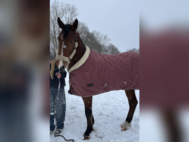 Belgijski koń gorącokrwisty Wałach 6 lat 163 cm Gniada in Oppuurs