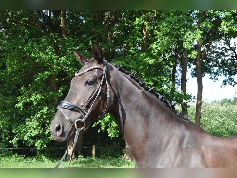 Belgijski koń gorącokrwisty Wałach 6 lat 168 cm Kara in Meerhout