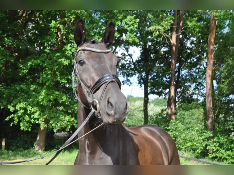 Belgijski koń gorącokrwisty Wałach 6 lat 168 cm Kara in Meerhout