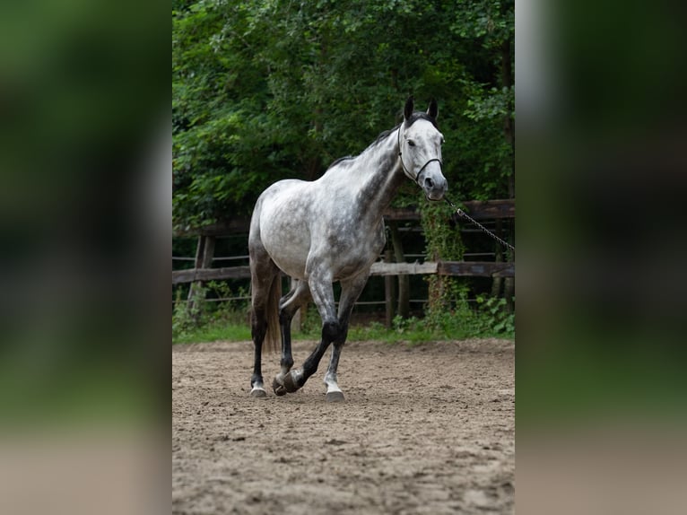 Belgijski koń gorącokrwisty Wałach 6 lat 173 cm Siwa in Putte