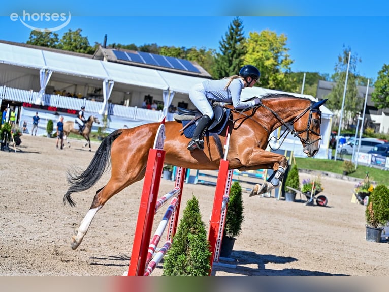 Belgijski koń gorącokrwisty Wałach 6 lat 176 cm  in Zürich