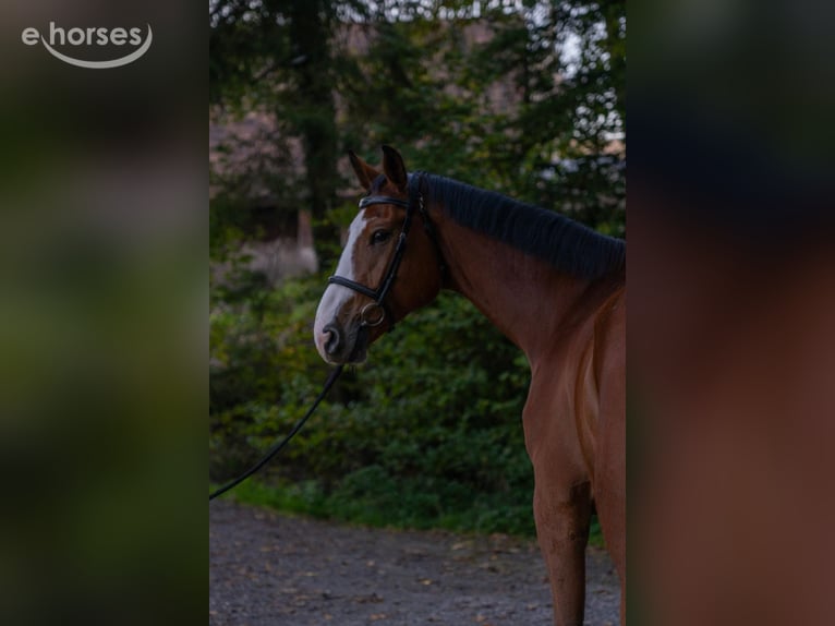 Belgijski koń gorącokrwisty Wałach 6 lat 176 cm  in Zürich