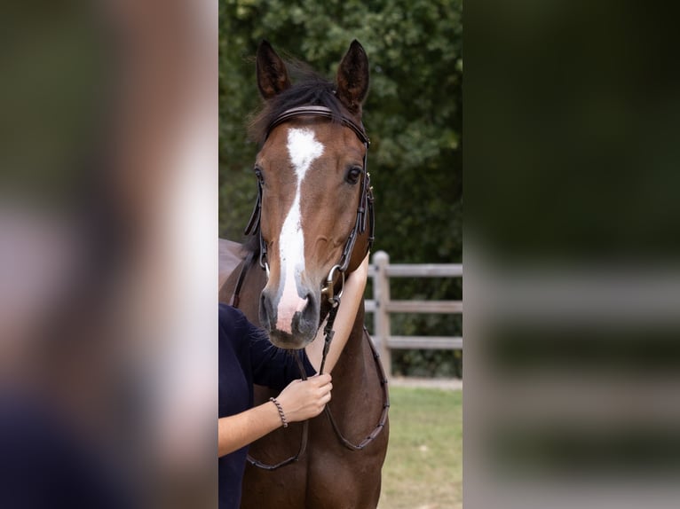 Belgijski koń gorącokrwisty Wałach 7 lat 164 cm Gniada in Wommelgem