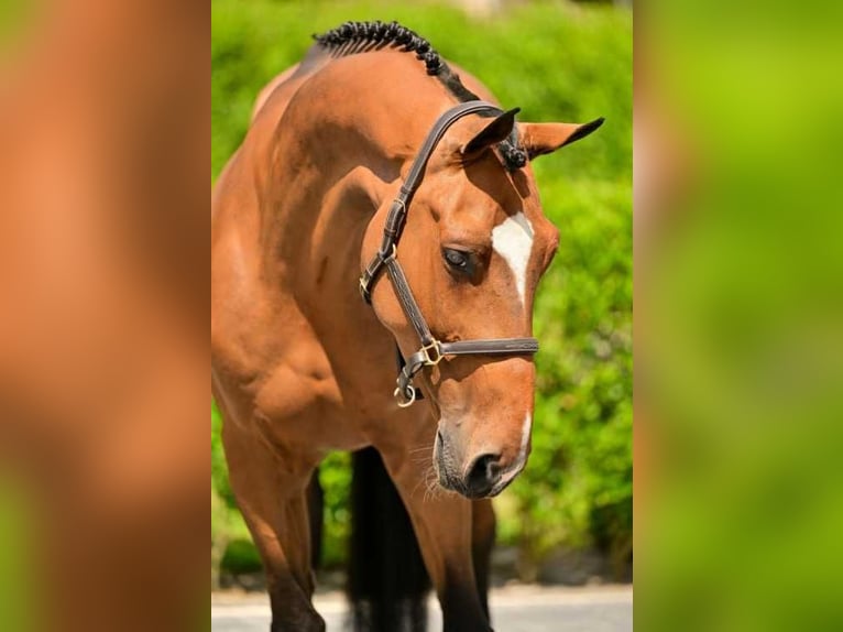 Belgijski koń gorącokrwisty Wałach 7 lat 169 cm Gniada in Bladel