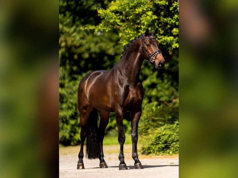 Belgijski koń gorącokrwisty Wałach 7 lat 169 cm Gniada in Neukirchen-Vluyn