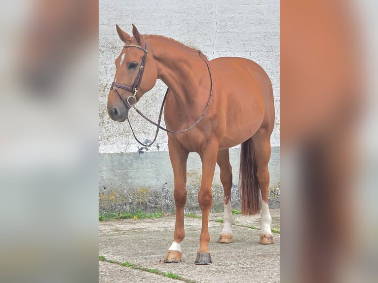 Belgijski koń gorącokrwisty Wałach 7 lat 173 cm Kasztanowata in Someren